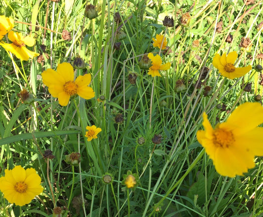 Coreopsis - Greta's Family Gardens