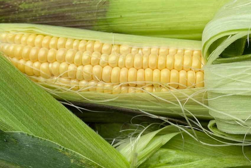 Corn Fisher's Earliest Sweet - Organic - Greta's Family Gardens