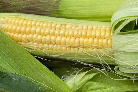 Corn Fisher's Earliest Sweet - Organic - Greta's Family Gardens