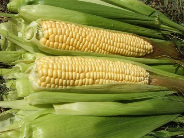 Corn Sweet Ashworth - Organic - Greta's Family Gardens