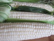 Corn sweet Luther Hill - Greta's Family Gardens