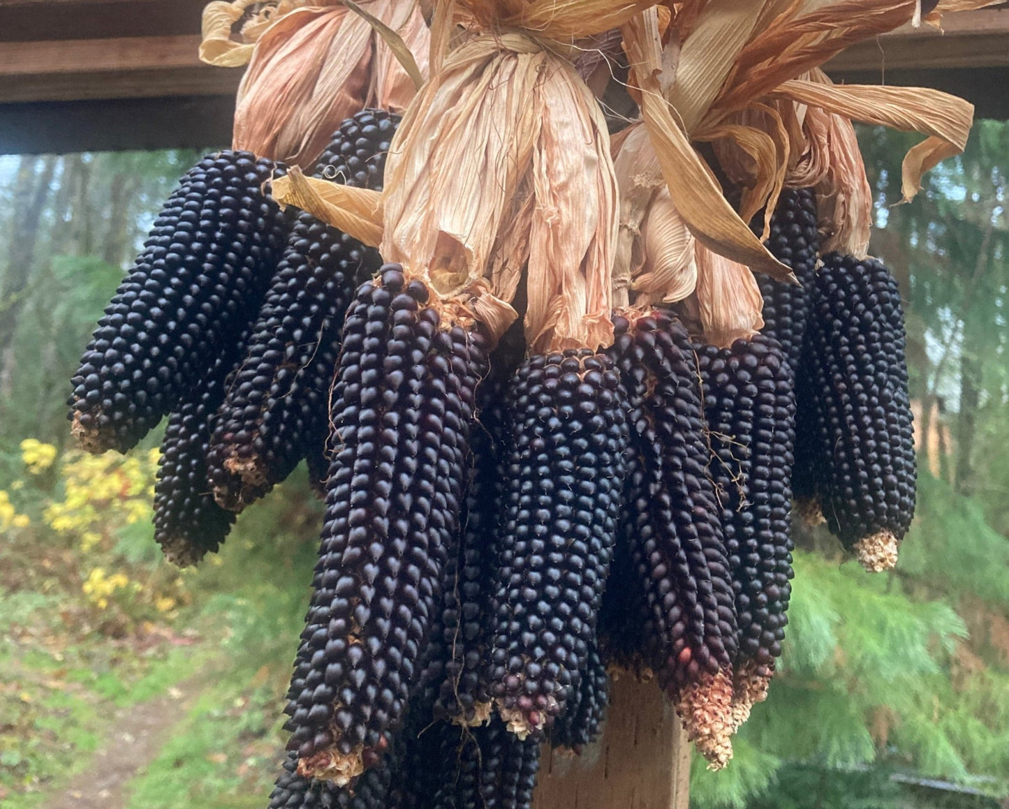 Dakota Black Popcorn - Organic - Greta's Family Gardens