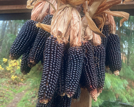 Dakota Black Popcorn - Organic - Greta's Family Gardens