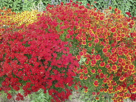 Dyer's Coreopsis - Greta's Family Gardens