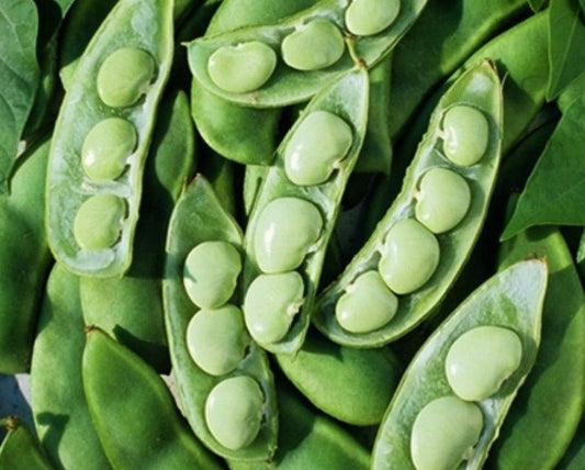 Early Thorogreen Lima beans