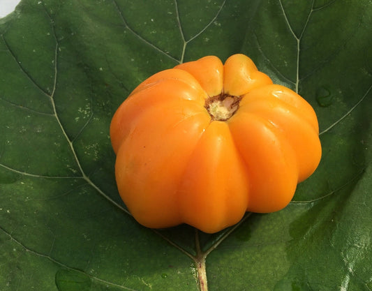 Golden Accordion Tomato - Greta's Family Gardens