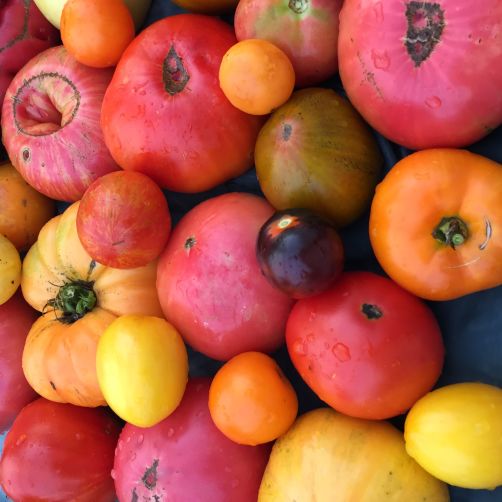 Greta's Family Gardens Gift Card - Greta's Family Gardens