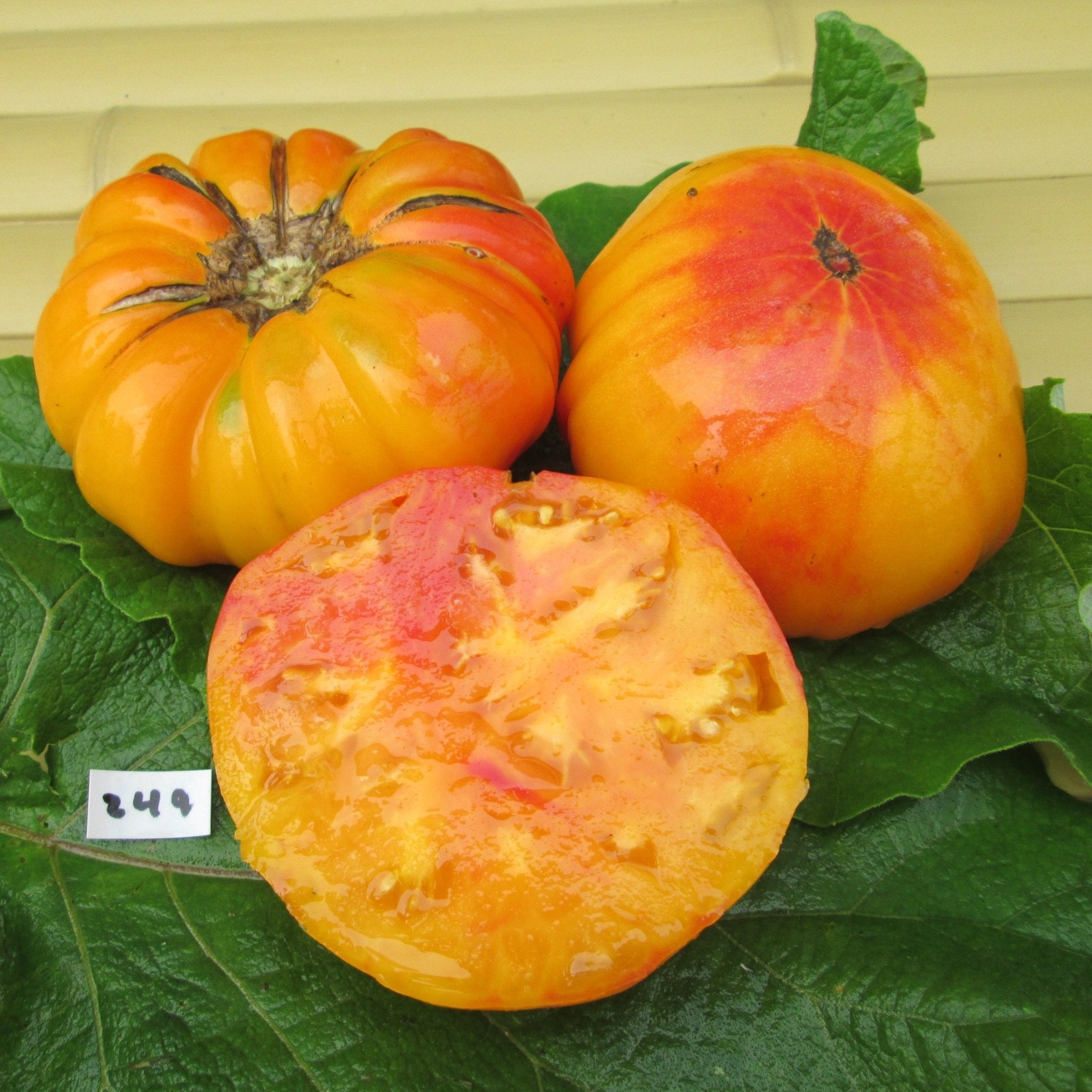hawaiian pineapple tomato plant Hawaiian Pineapple Tomato