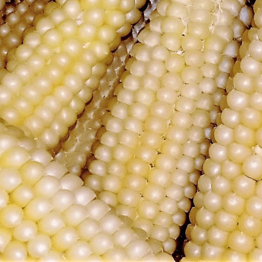 Japanese Hulless Popcorn - Greta's Family Gardens