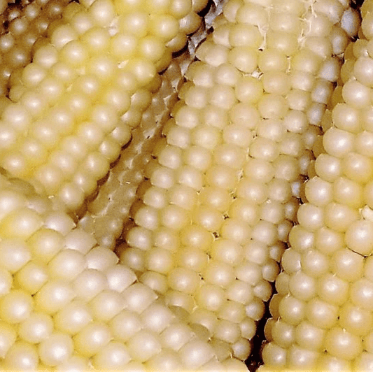 Japanese Hulless Popcorn - Greta's Family Gardens