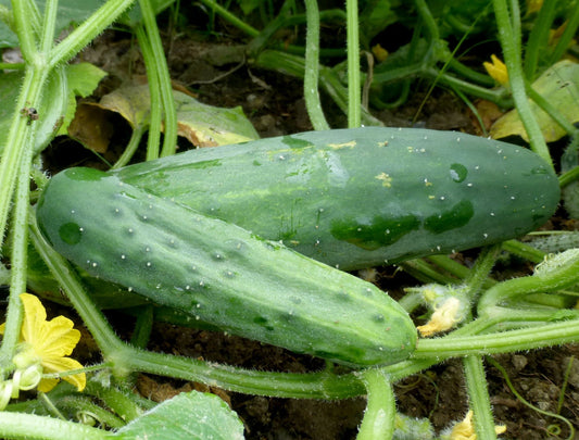 Marketmore 76 Cucumber - Organic - Greta's Family Gardens