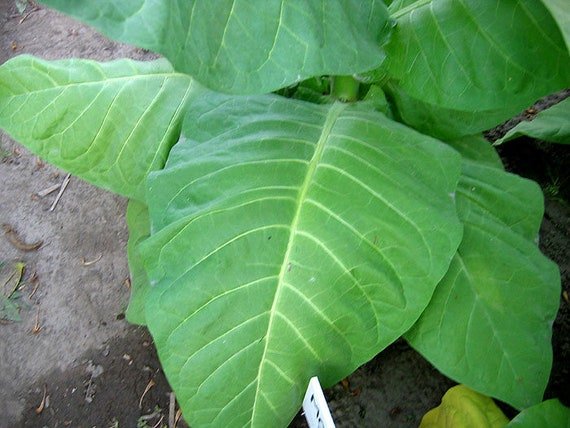 Monte Calme Brun Tobacco - Greta's Family Gardens