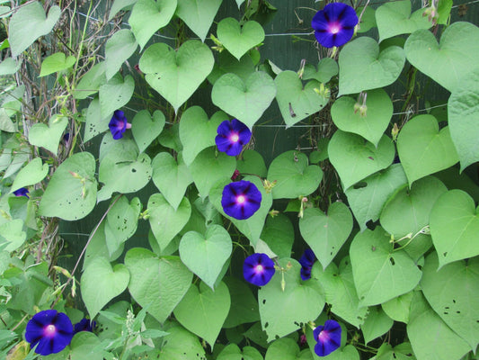 Morning Glory Grandpa Ott's flower - Organic - Greta's Family Gardens