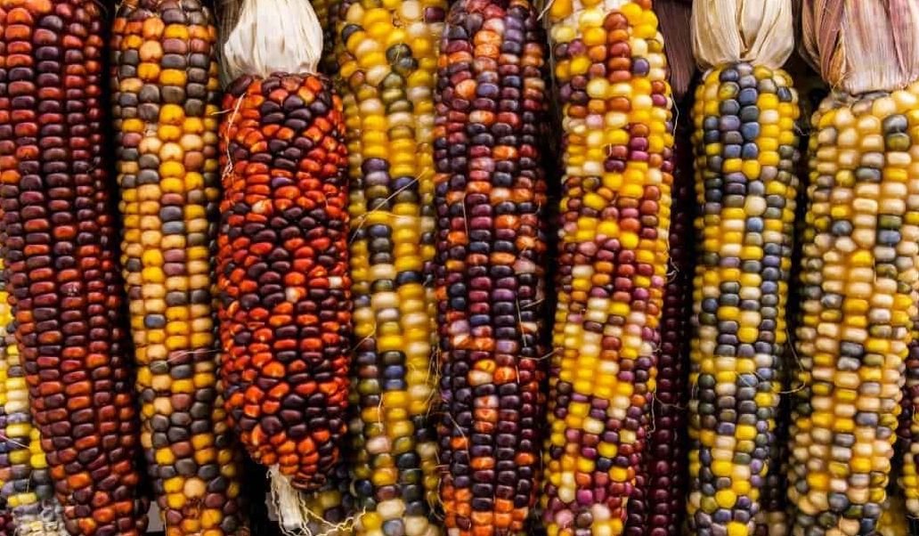 Ornamental Corn - Greta's Family Gardens