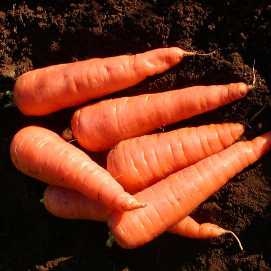 Red Cored Chantenay Carrots - Organic - Greta's Family Gardens