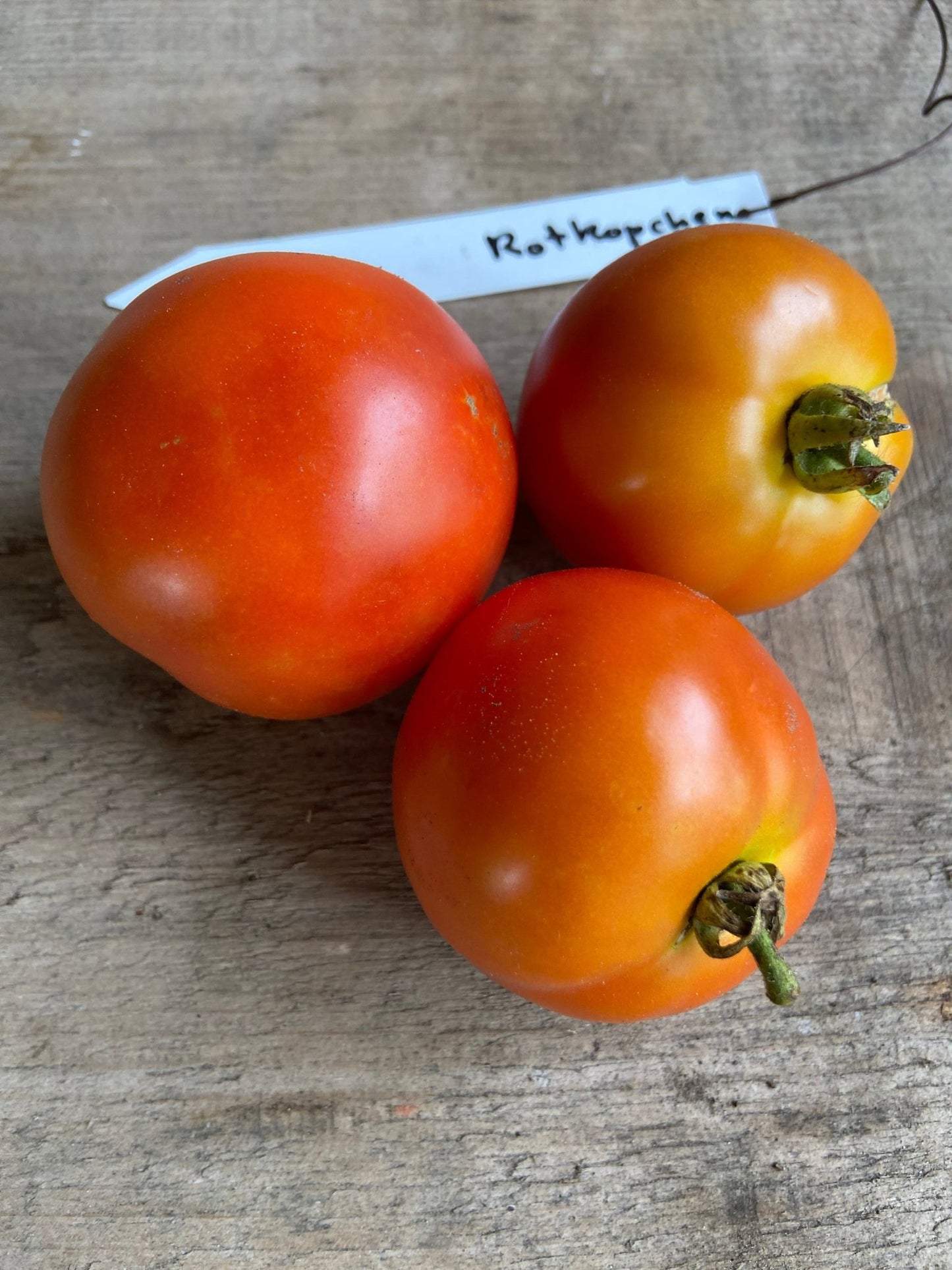 Rotkapchen Tomato - Greta's Family Gardens