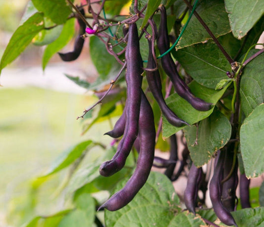 Royal Burgundy Beans - Greta's Family Gardens