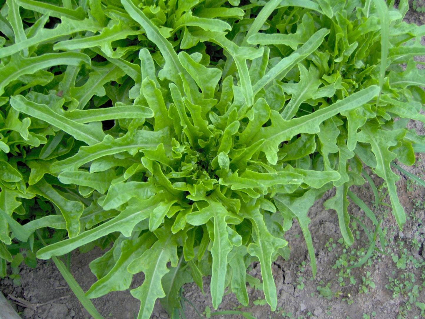 Salad Bowl Lettuce - Organic - Greta's Family Gardens