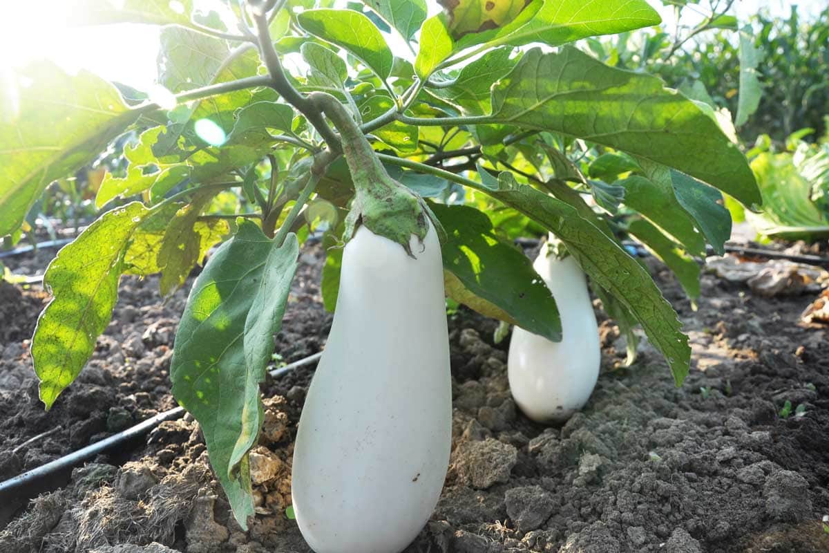 Snowy Eggplant - Organic - Greta's Family Gardens