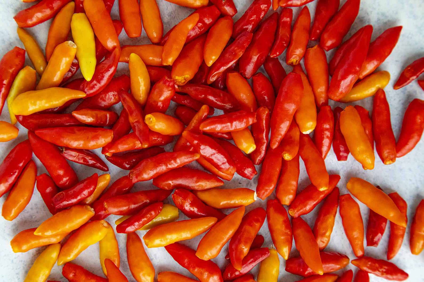 Tabasco Pepper - Greta's Family Gardens