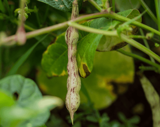 Thousand - to - one - Organic - Greta's Family Gardens