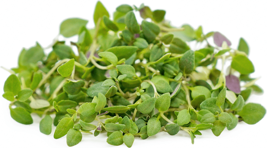 Thyme Microgreens - Organic - Greta's Family Gardens