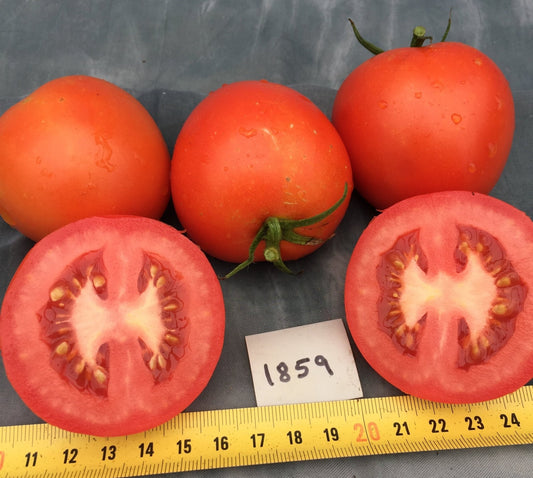 Tomato Early Cascade - Greta's Family Gardens