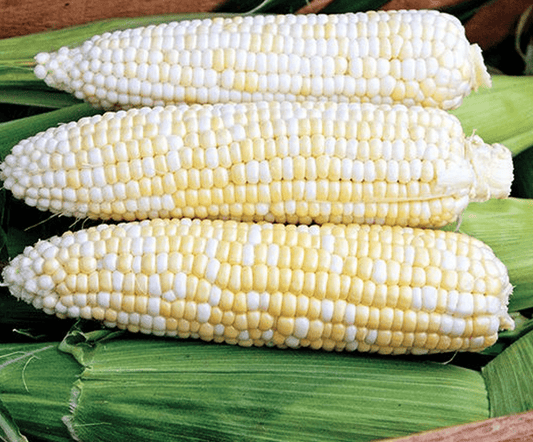 Who gets kissed corn - Greta's Family Gardens