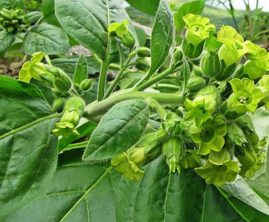 tobacco agriculture Kentucky Tobacco Still No.1 for Some Farm Families tobacco agriculture Kentucky Tobacco Still No.1 for Some Farm Families