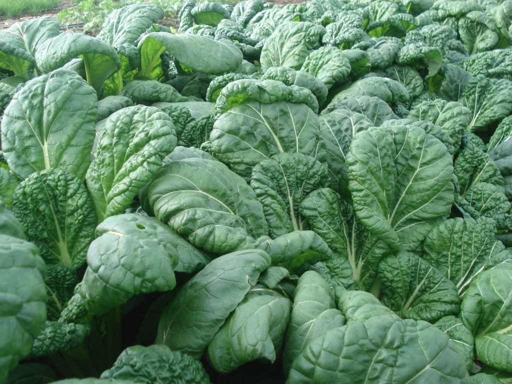 Yukina Savoyed Mustard Greens - Organic - Greta's Family Gardens