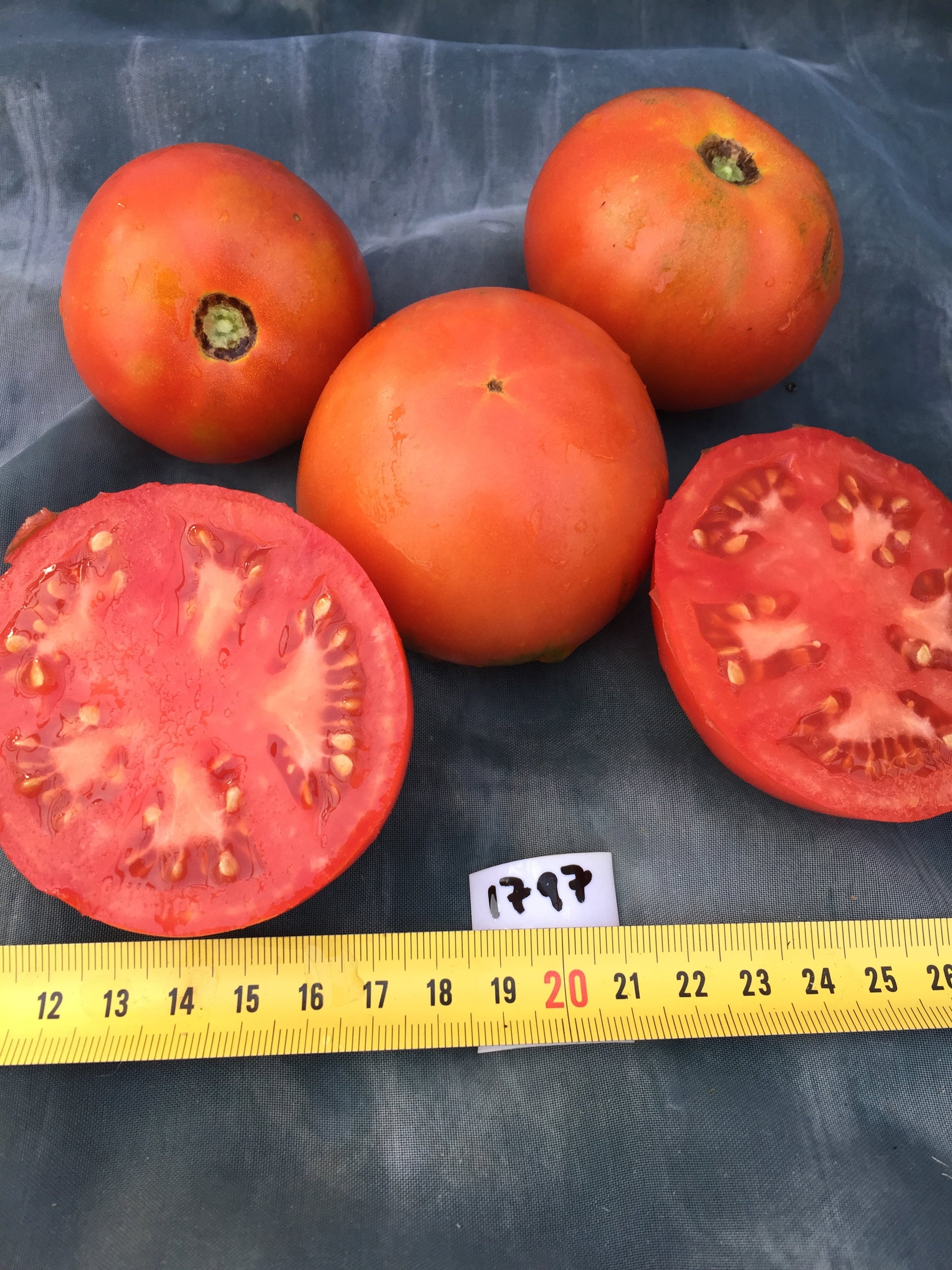 Druzba tomato