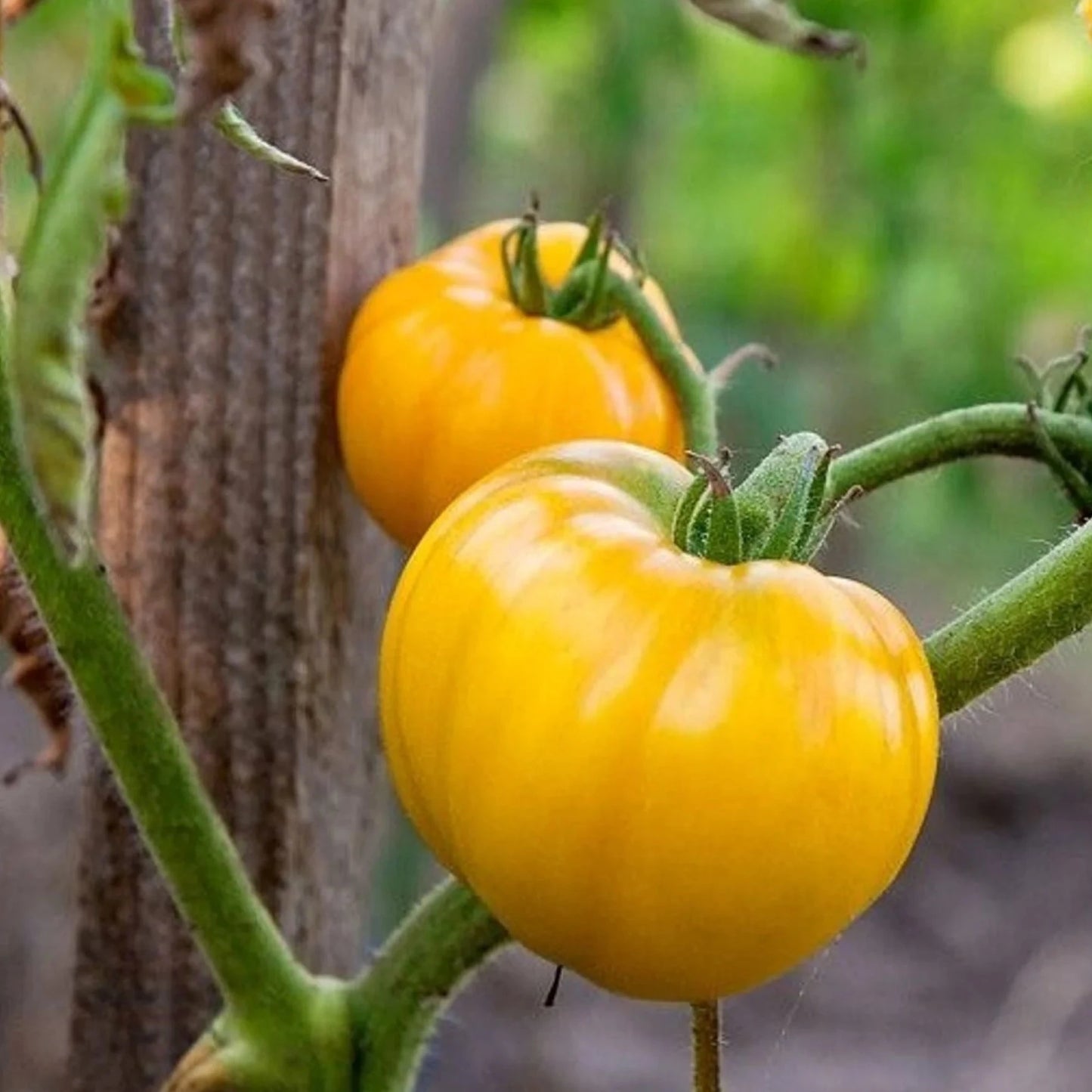Golden Queen Tomato -Organic