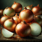 Parma Gold Onion -Organic