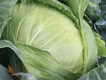 Brunswick Cabbage