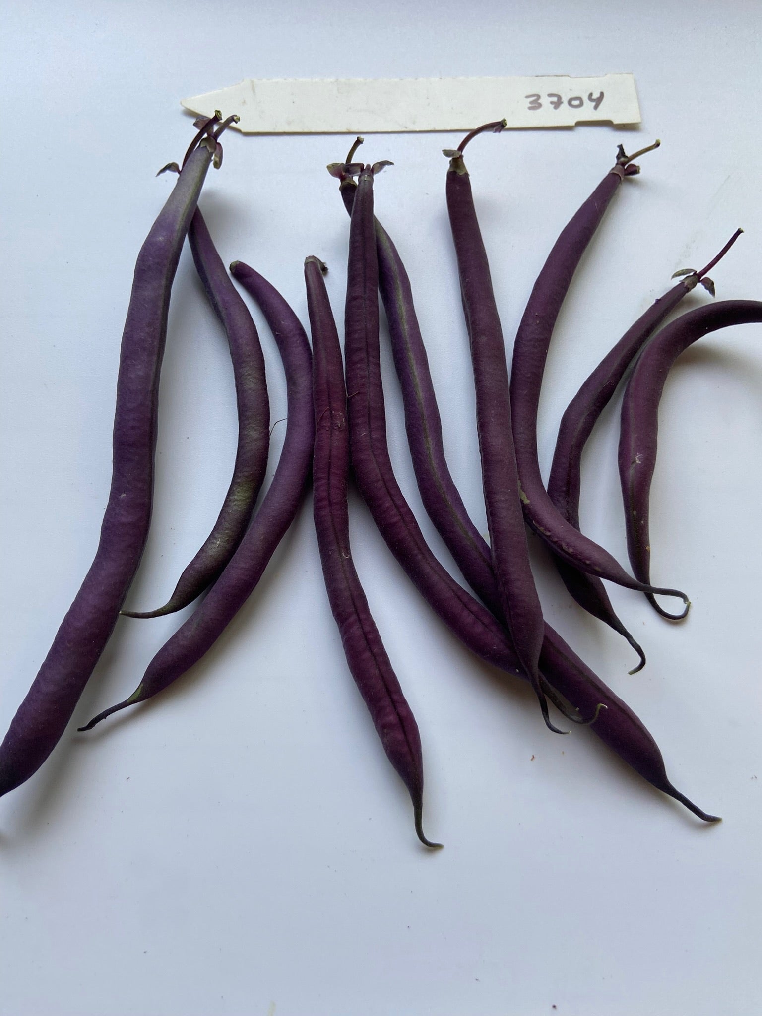 Amethyst Bush Beans - Greta's Family Gardens