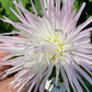 Close-up of a large pink flower held by a hand with a blurred green background