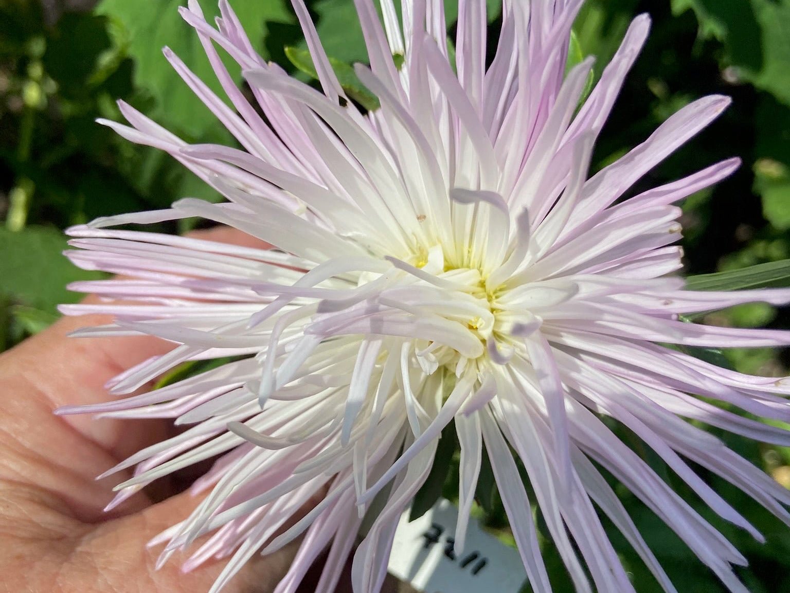 Close-up of a large pink flower held by a hand with a blurred green background