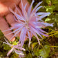 Aster Nova Mix - Greta's Family Gardens
