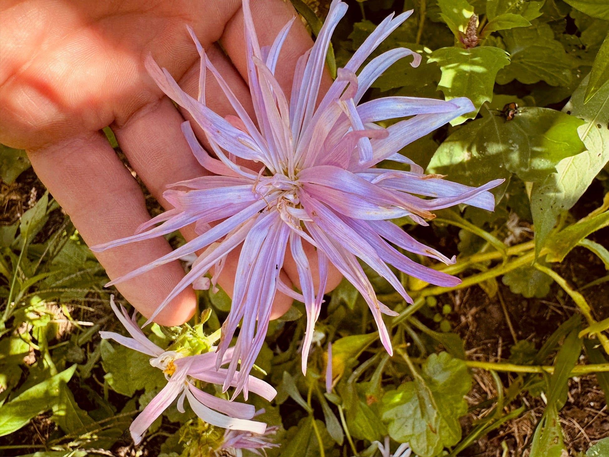 Aster Nova Mix - Greta's Family Gardens