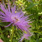 Purple flower with a hand holding a label in a natural setting