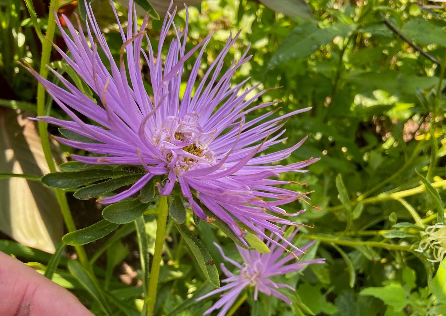 Purple flower with a hand holding a label in a natural setting