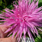 Pink flower held by a hand with green foliage in the background