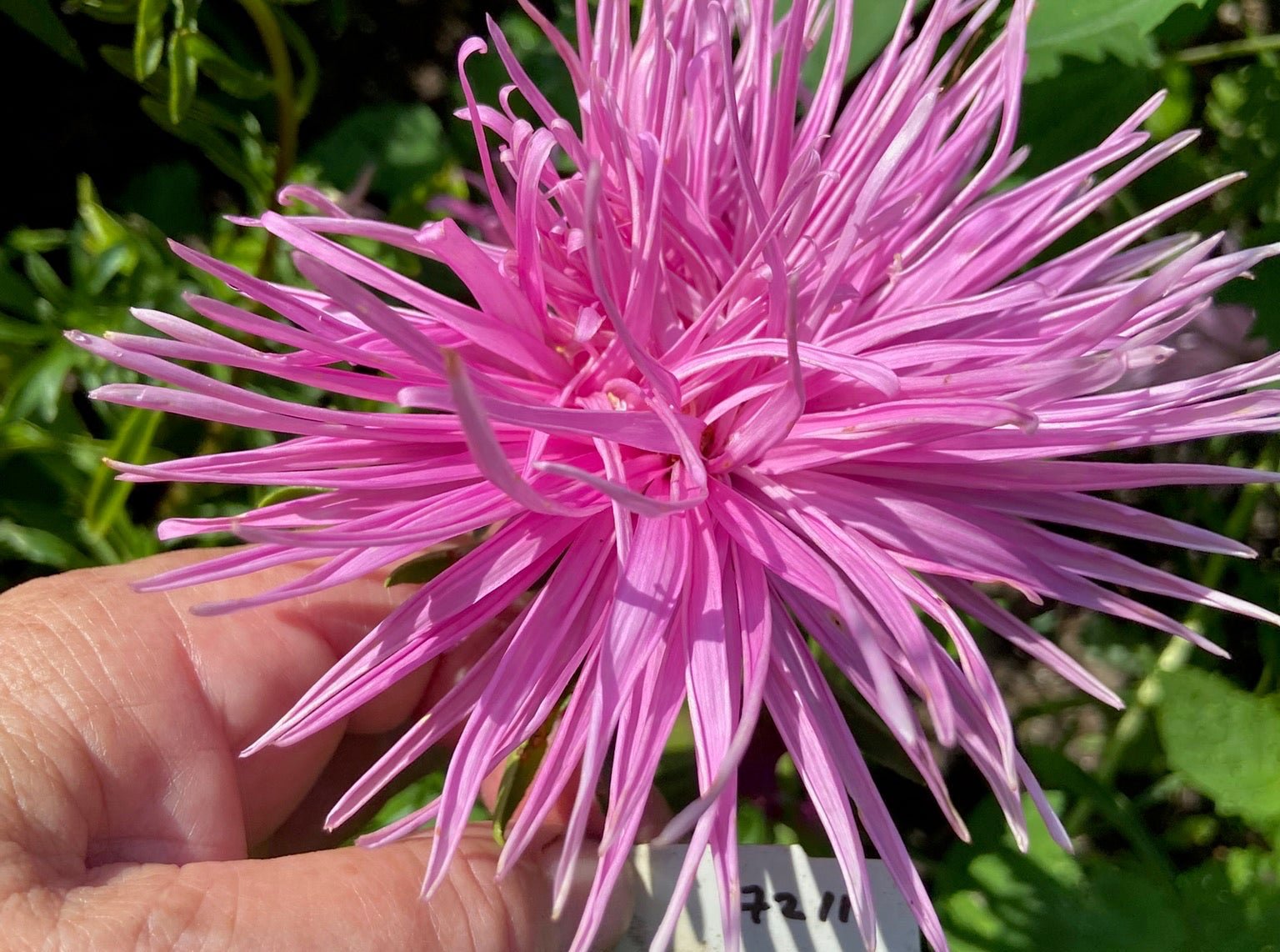 Pink flower held by a hand with green foliage in the background
