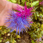 Aster Nova Mix - Greta's Family Gardens