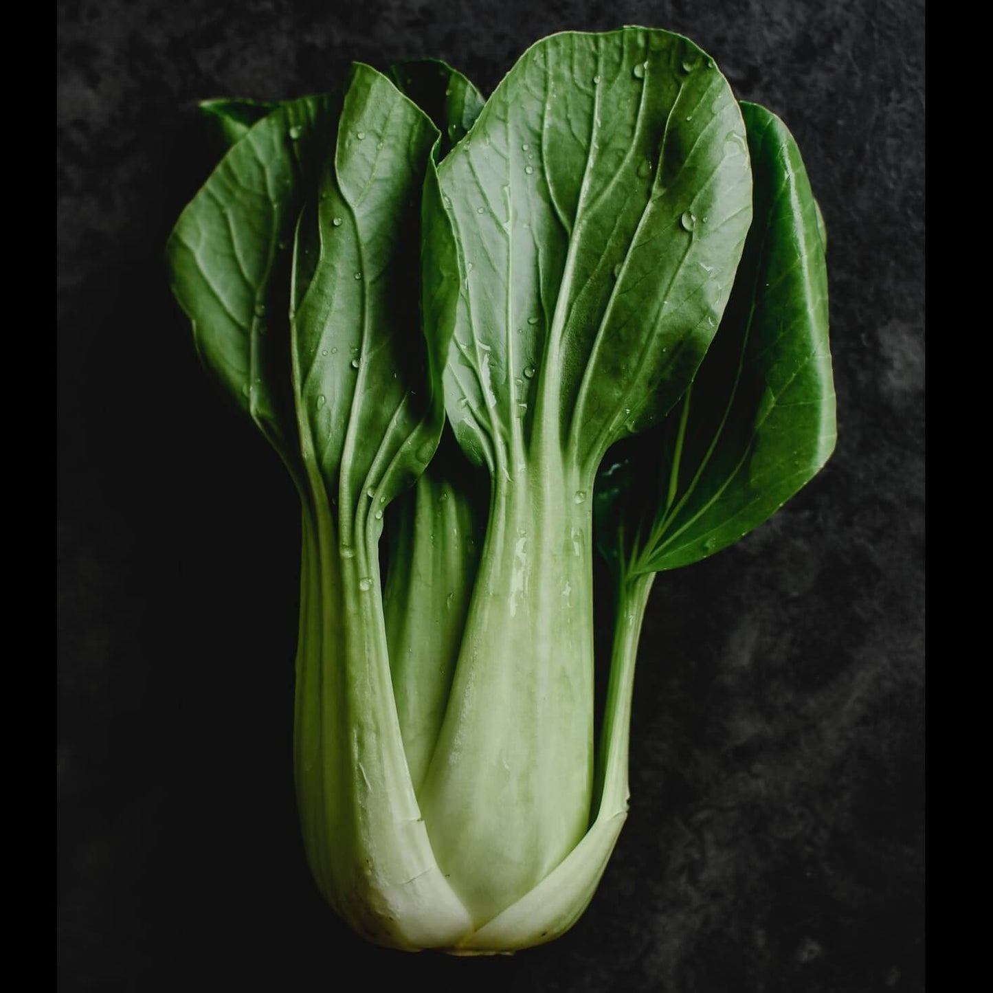 Baby Pak Choi - Greta's Family Gardens