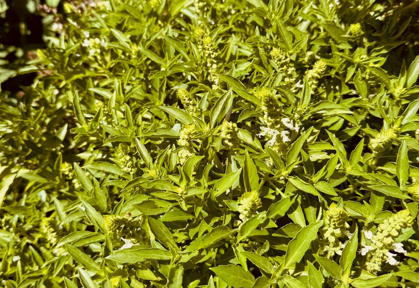 Basil