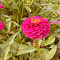 Big Pink Zinnia - Greta's Family Gardens