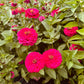 Big Pink Zinnia - Greta's Family Gardens