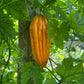 Bitter Melon - Greta's Family Gardens