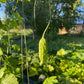 Bitter Melon - Greta's Family Gardens